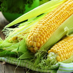 Фото категории Семена гибридов Кукурузы